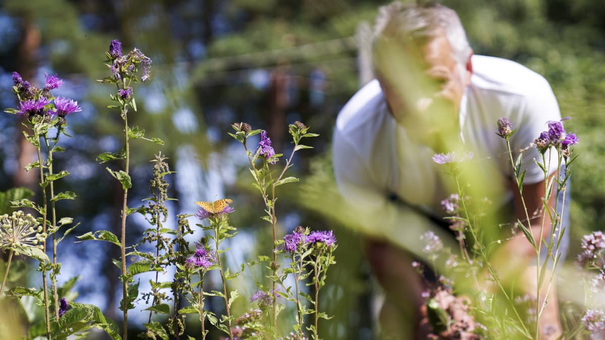 Tulevaisuuden tutkija Markku Wilenius katsoo nokkosperhosta sukunsa saaristoasunnolla kesällä 2019