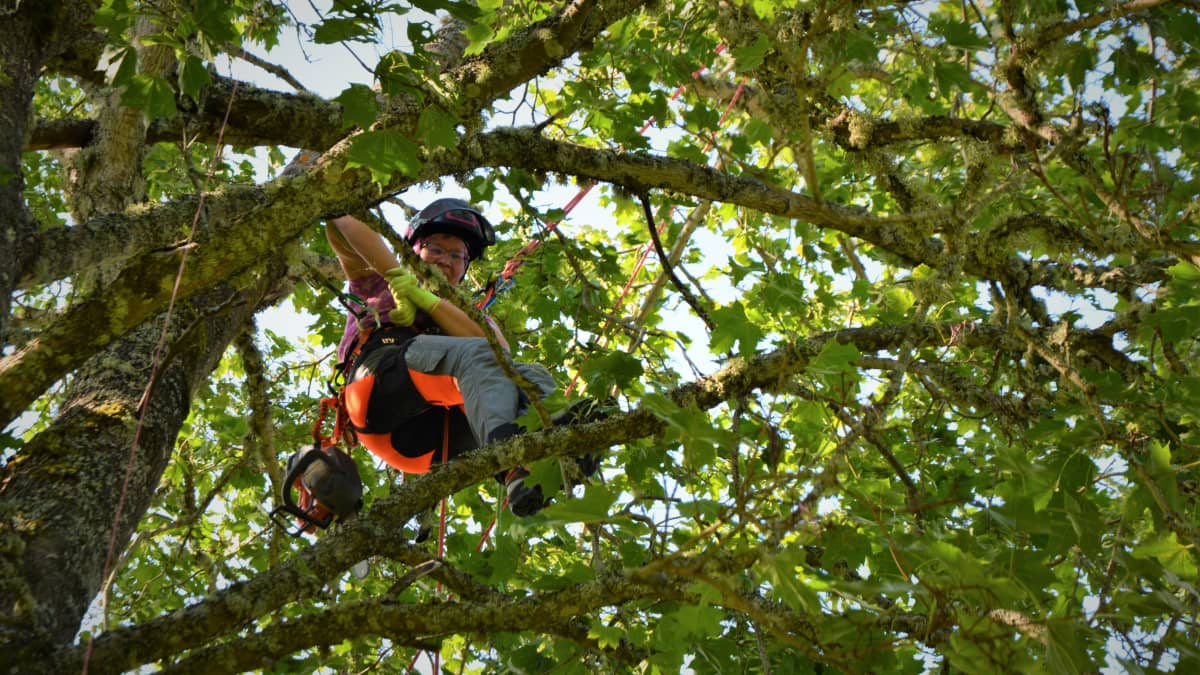 Sedun arboristiopiskelija Riitta Hietaharju kiipeilemässä puussa Vanhassa Vaasassa