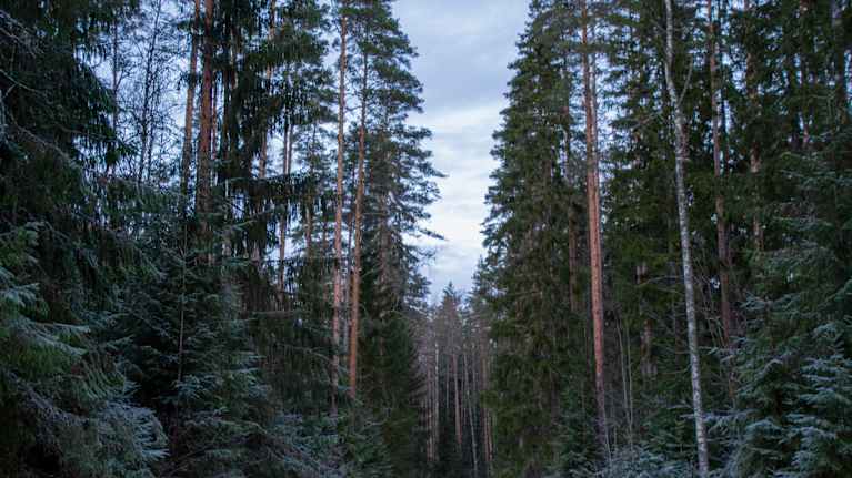 Stora och höga granar och tallar växer i en skog.