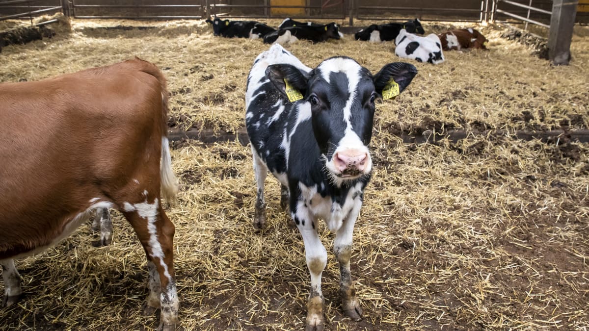 Nuori lehmä katsoo kohti kameraa ja taustalla makoilee lehmiä ojilla.