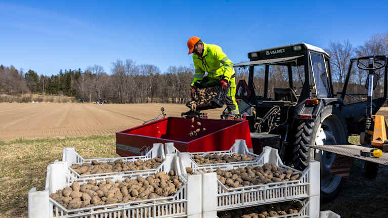 En jordbrukare i neonfärgade arbetskläder häller sättpotatisar i sättmaskinen som ser ut som en stor, röd låda bakom en traktor.