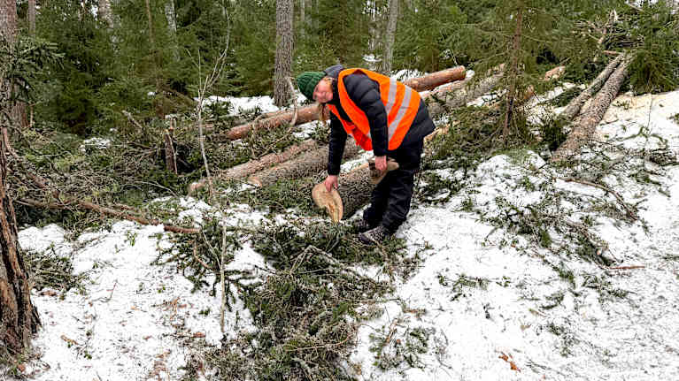 En person som är iklädd en orange varselväst och står i en skogsmiljö med nedfallna träd och snö på marken.