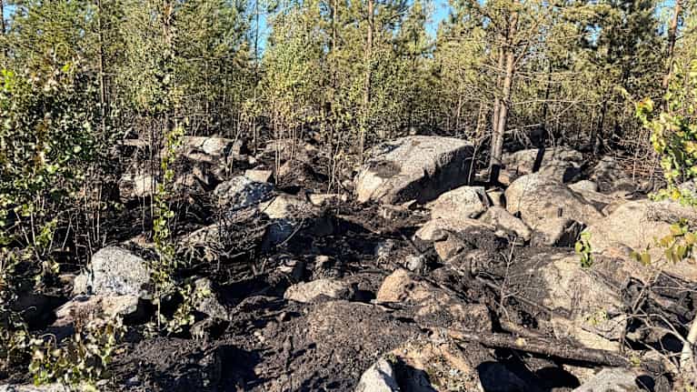 Följder av en markbrand. Brända träd och ris bland stenar.