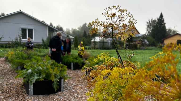 Vy över skolträdgården vid Kvevlax lärcenter. Man ser några pallkragar, örter och grönsaker som odlats i dem samt lärare och barn i bakgrunden.