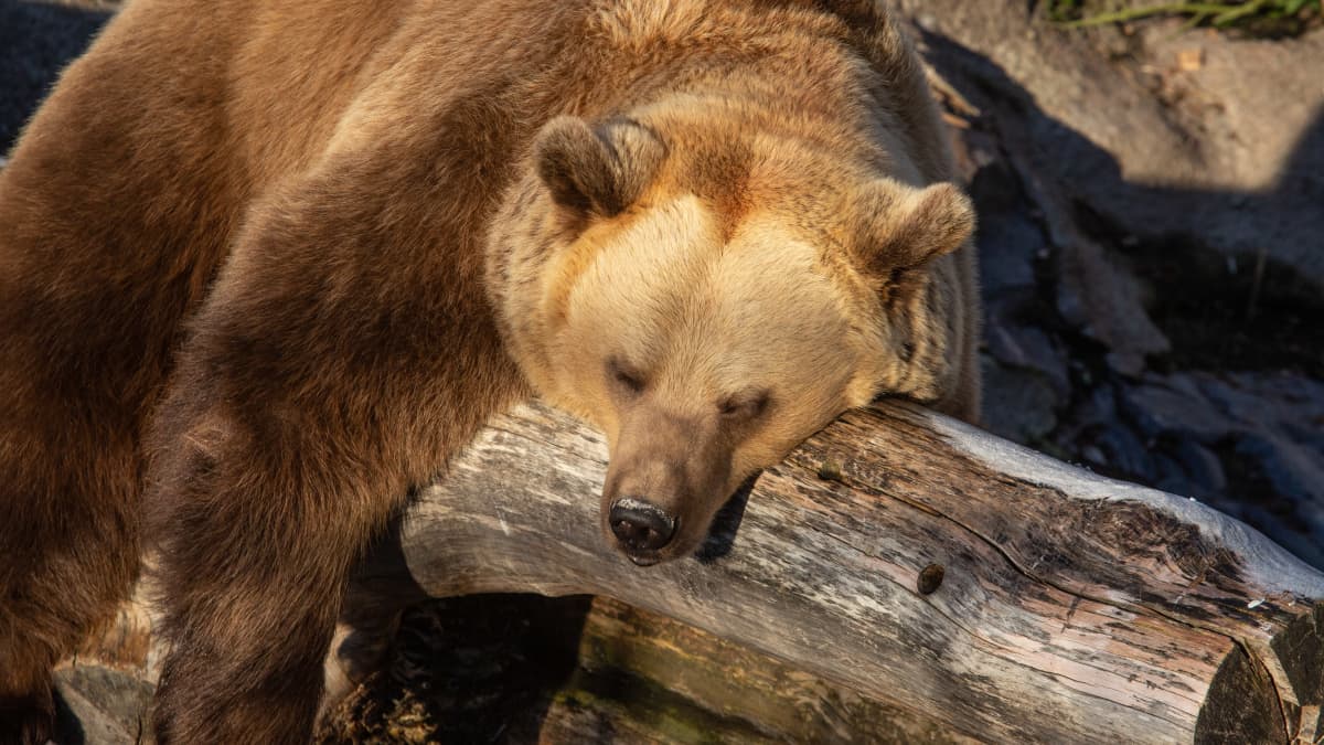 Korkeasaari bears’ winter sleep began. Photo: Korkeasaari Zoo / Mari Lehmonen