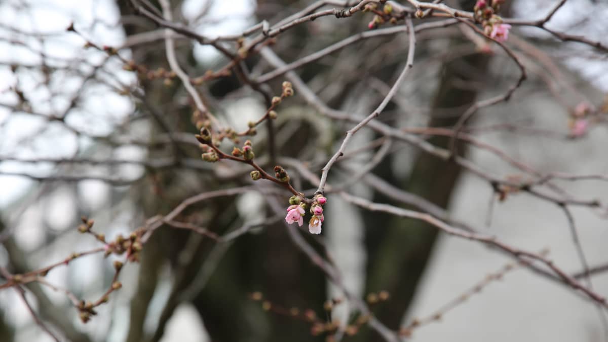 Kirsikkapuut kukkivat osittain Turun Aurajokirannassa.