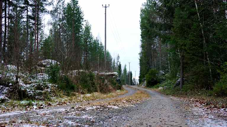 Väg genom en tallskog.