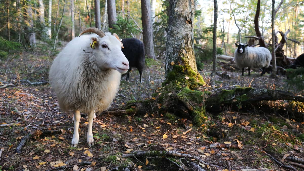 Ahvenanmaanlampaita Eurajoen Kaunissaaressa