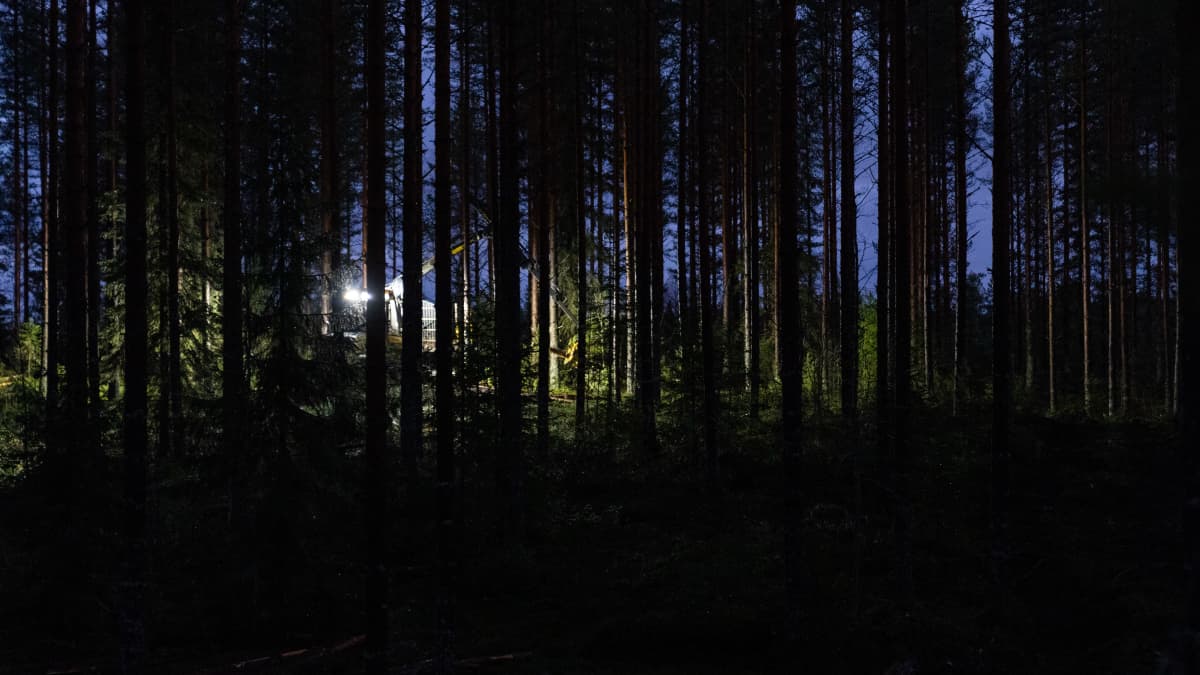 yleiskuva - kuormatraktorin työvalot valaisevat pimeää metsää.