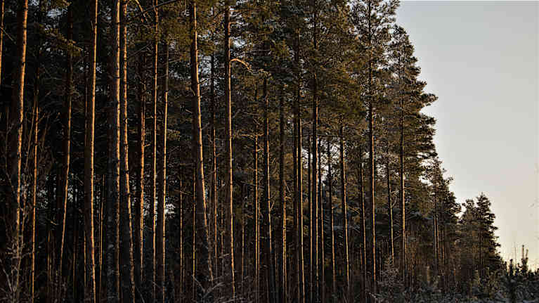Skog i solsken