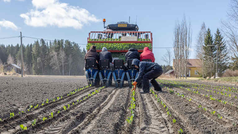Fyra personer planterar plantor i raka rader på en åker med hjälp av en jordbruksmaskin.