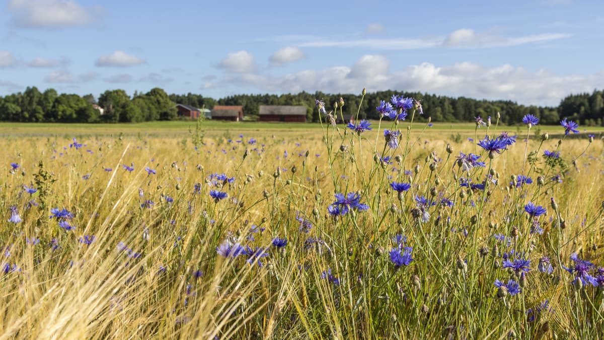 vilda blommor på en åker i sommarväder.