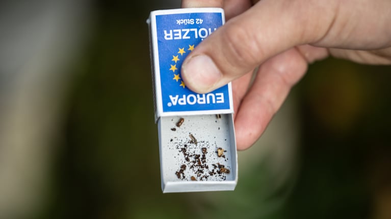 Tändsticksask med barkborrar