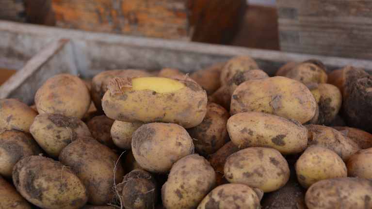 Nypotatis. 