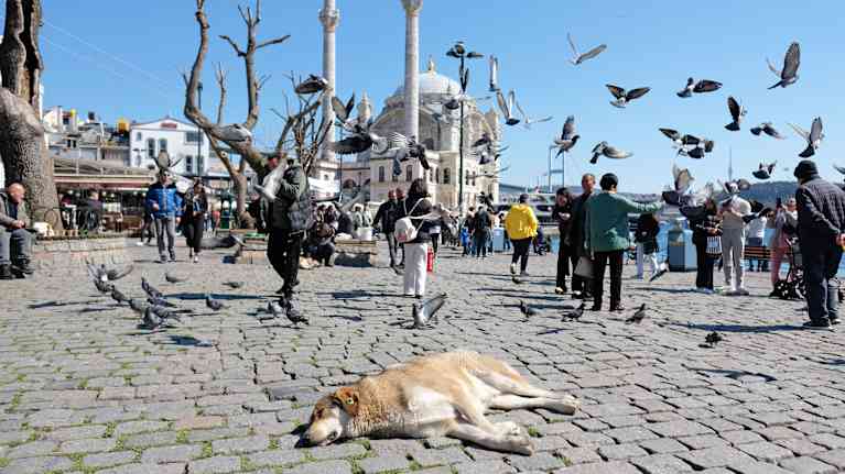 Turisteja, lintuja ja kulkukoira Istanbulin Ortaköyn alueella.