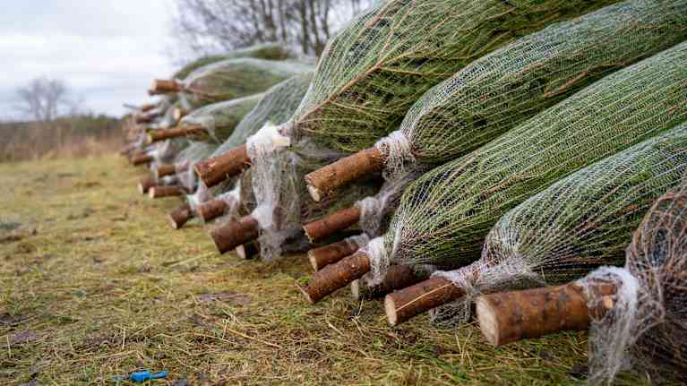 About twenty fallen spruce trees lie on the ground. There are nets on them.