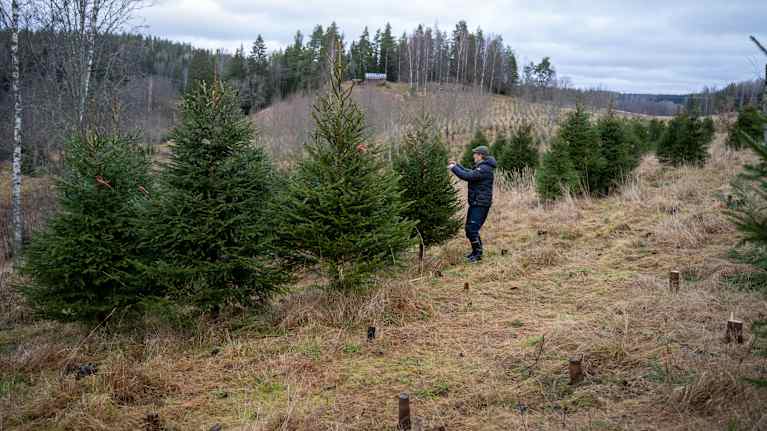 Ett landskap med ett tiotal i granar i en backa och en man som står långt borta vid en gran. 
