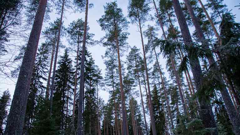 Tallar och granar sträcker sig högt upp mot skyn i en skog. 