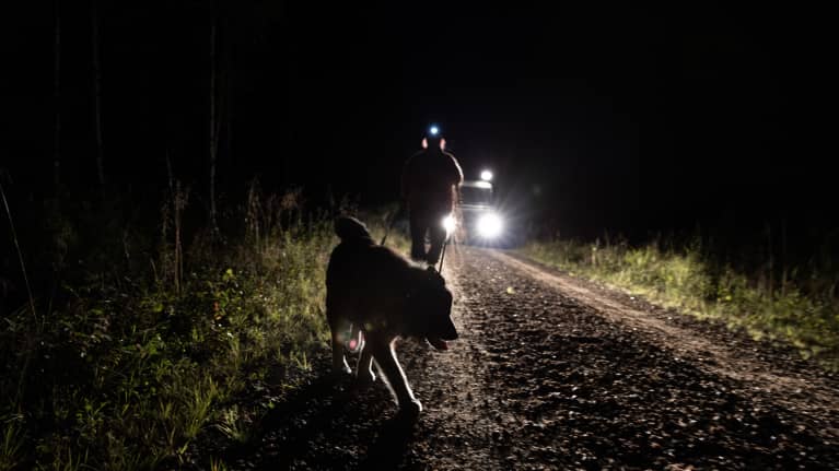 Koiran ja metsästäjän siluetit piirtyvät auton valoissa.