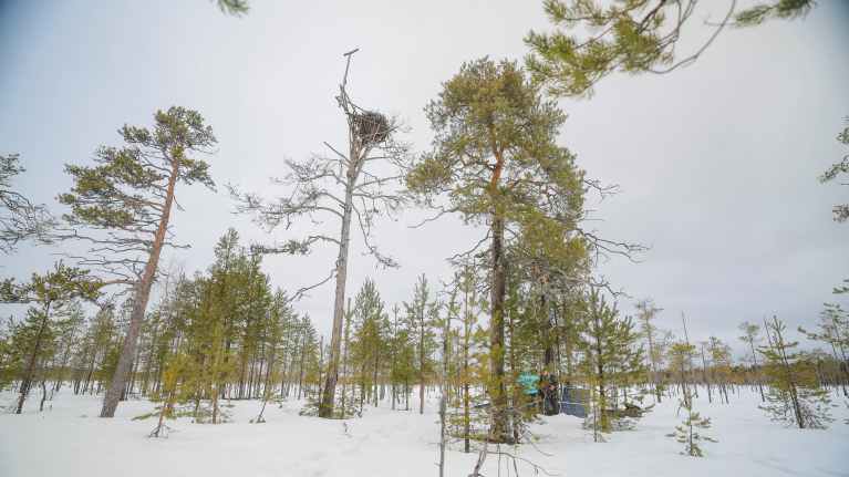 Luminen suometsä harmaana päivänä.