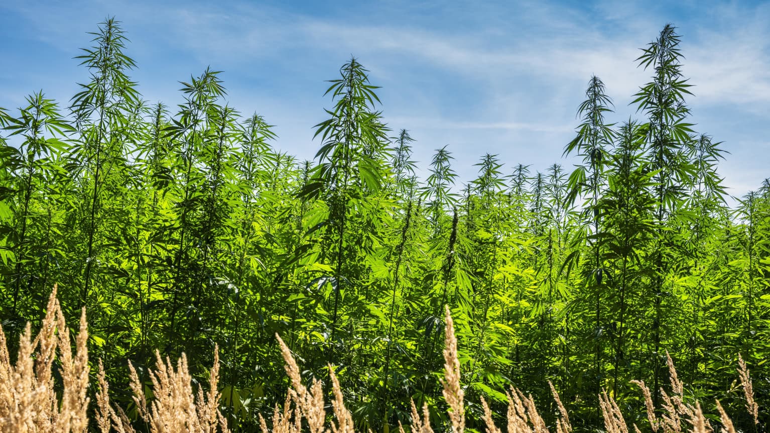 Finland bans sale of 'legal cannabis' HHC products | Yle News