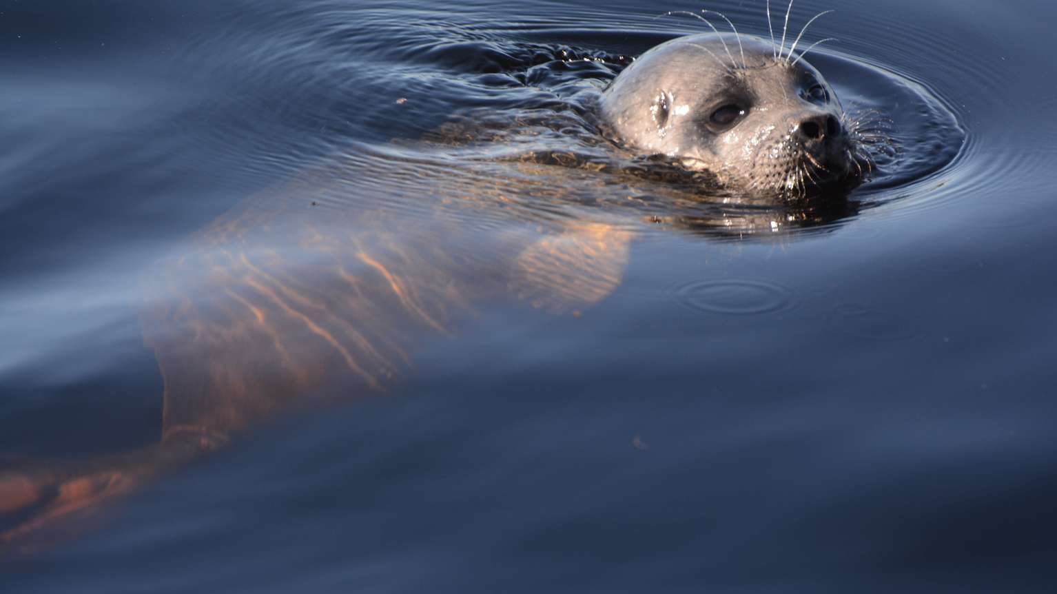 Saimaa Ringed Seal