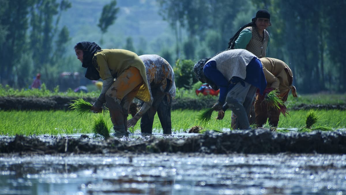 Fem kvinnor planterar ris för hand i Indien.