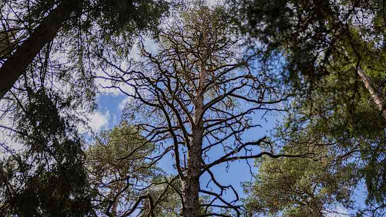 View of treetops from below.