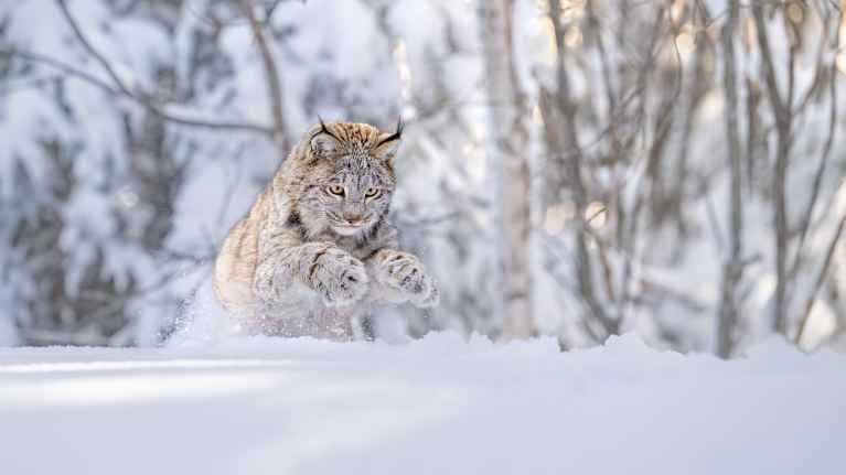 Ilves loikkaa hangella.