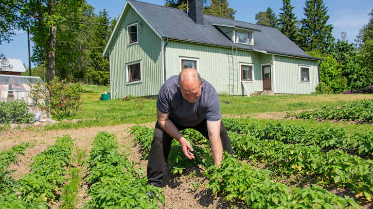 En man arbetar med potatisplantor på en åker framför ett grönt trähus omgiven av träd.