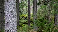 Tätt gammal skog och mossgrönt.