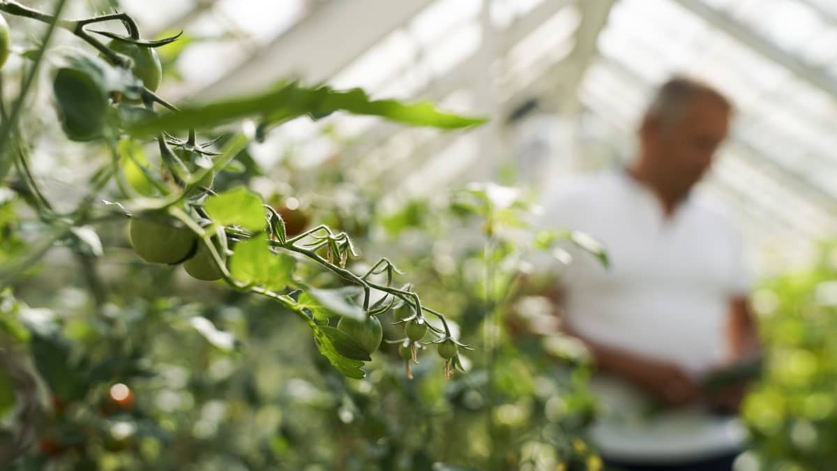 Tulevaisuuden tutkija Markku Wilenius sukunsa saaristoasunnon 80-vuotiaassa kasvihuoneessa kesällä 2019