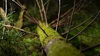 A moss-covered fallen tree lying in a dark forest with a small fir tree on the left.