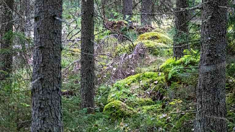 Gammal skogsmiljö med grön mossa.