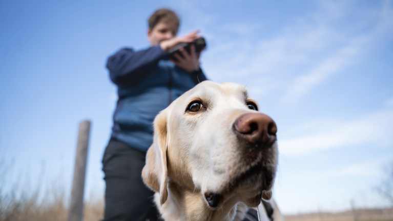 Vaalea labradorinnoutaja katsoo kameraan. Koiran takan seisoo nainen sinisessä takissa. Kädessään hänellä on älypuhelin. 