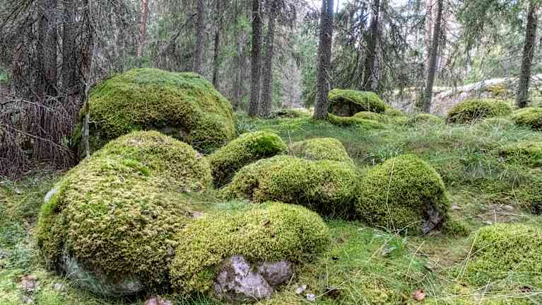 Gammal skogsmiljö med grön mossa på stora stenar.