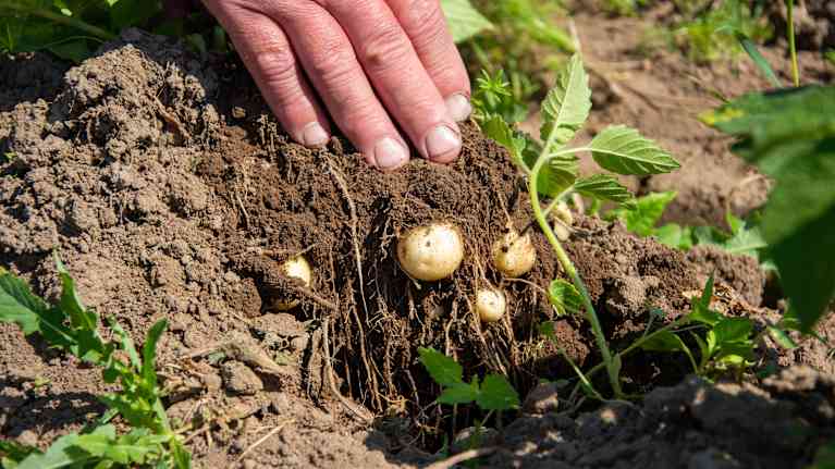 En hand gräver upp potatis från jorden.