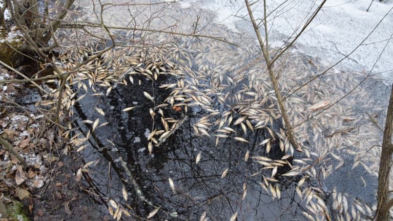 Valtava määrä kuolleita kaloja löytyi suositulta ulkoilualueelta ...