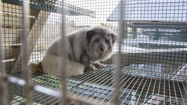 Blåräv på en pälsfarm.