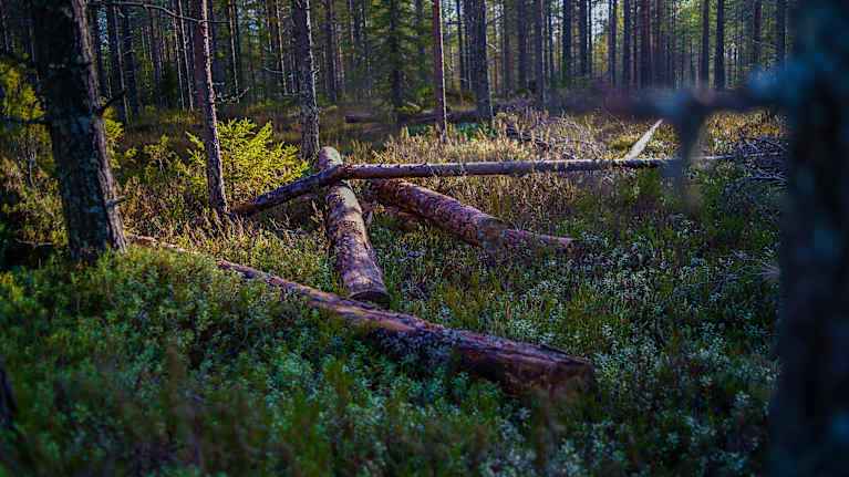 En tyst skogsglänta där fallna träd ligger på en bädd av frodiga växter, omgivna av stående granar. 