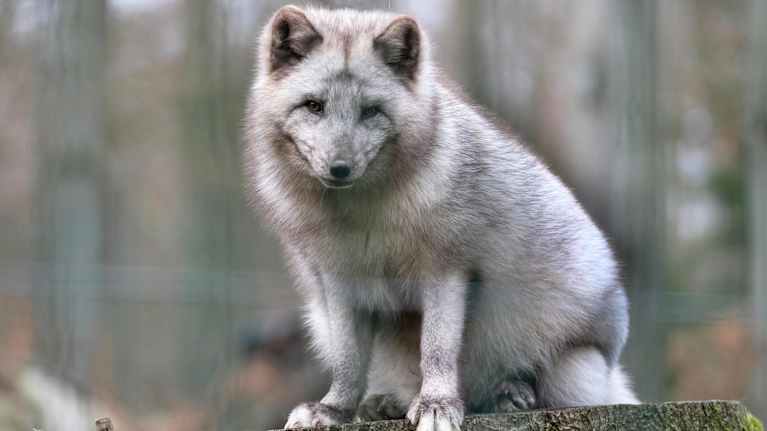 A fox sits on a stump.