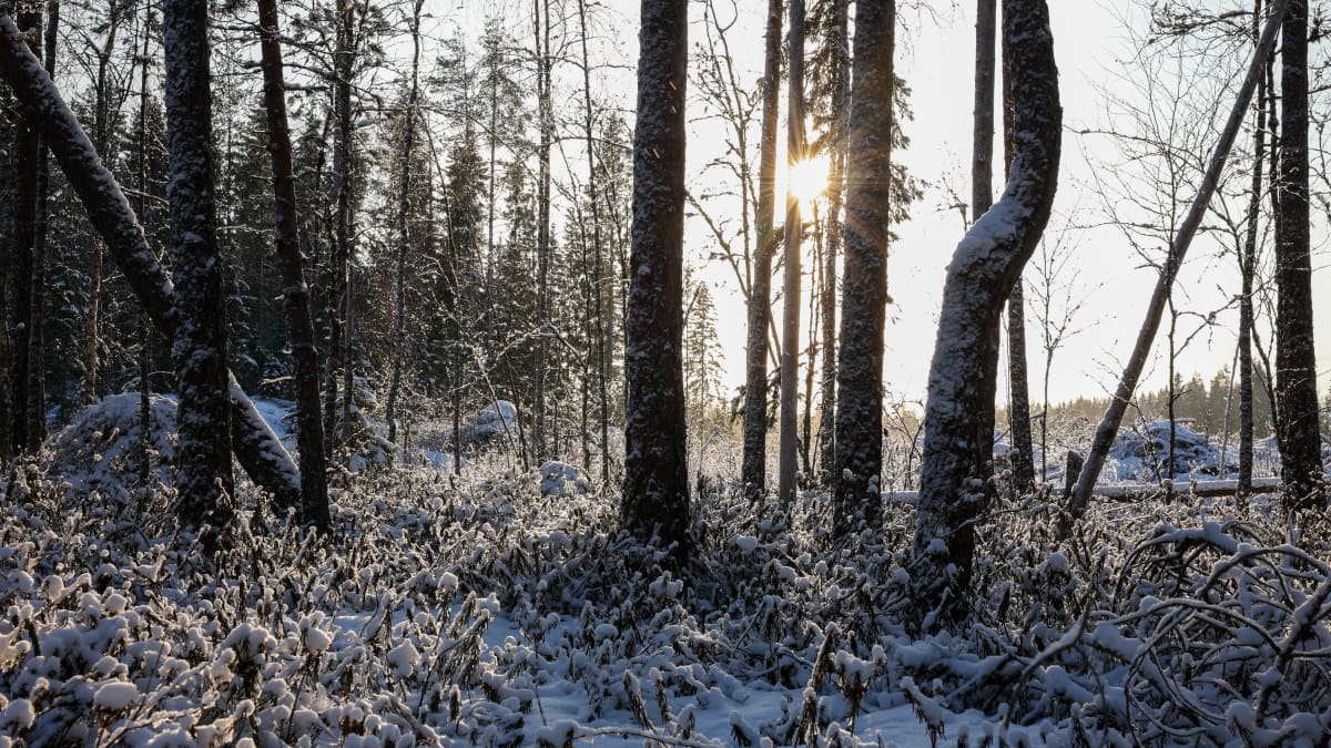 Aamunäkymä lumisesta suosta, suopursuja, puita ja puiden välistä paistava aurinko,