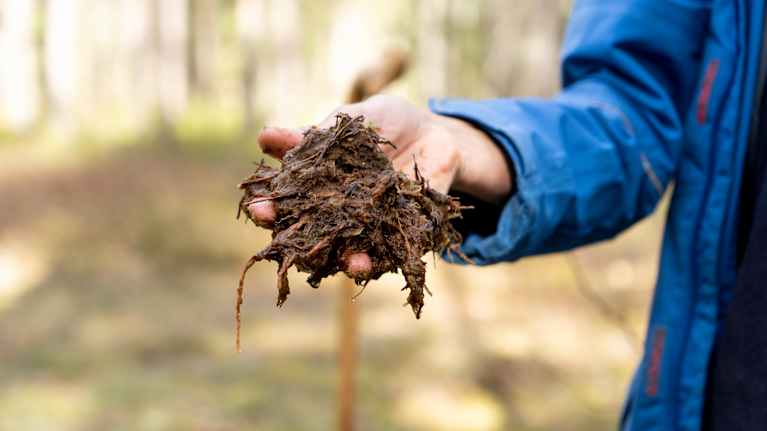 En hand håller fram en näve brun blöt torv i skogen. Torven är framgrävd ur marken på Träskmossen i Grankulla. 