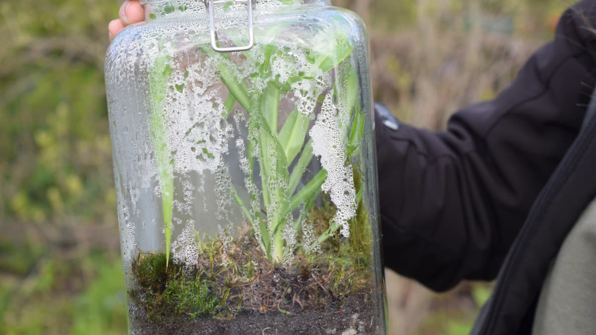 Metsäekosysteemi lasipurkissa.