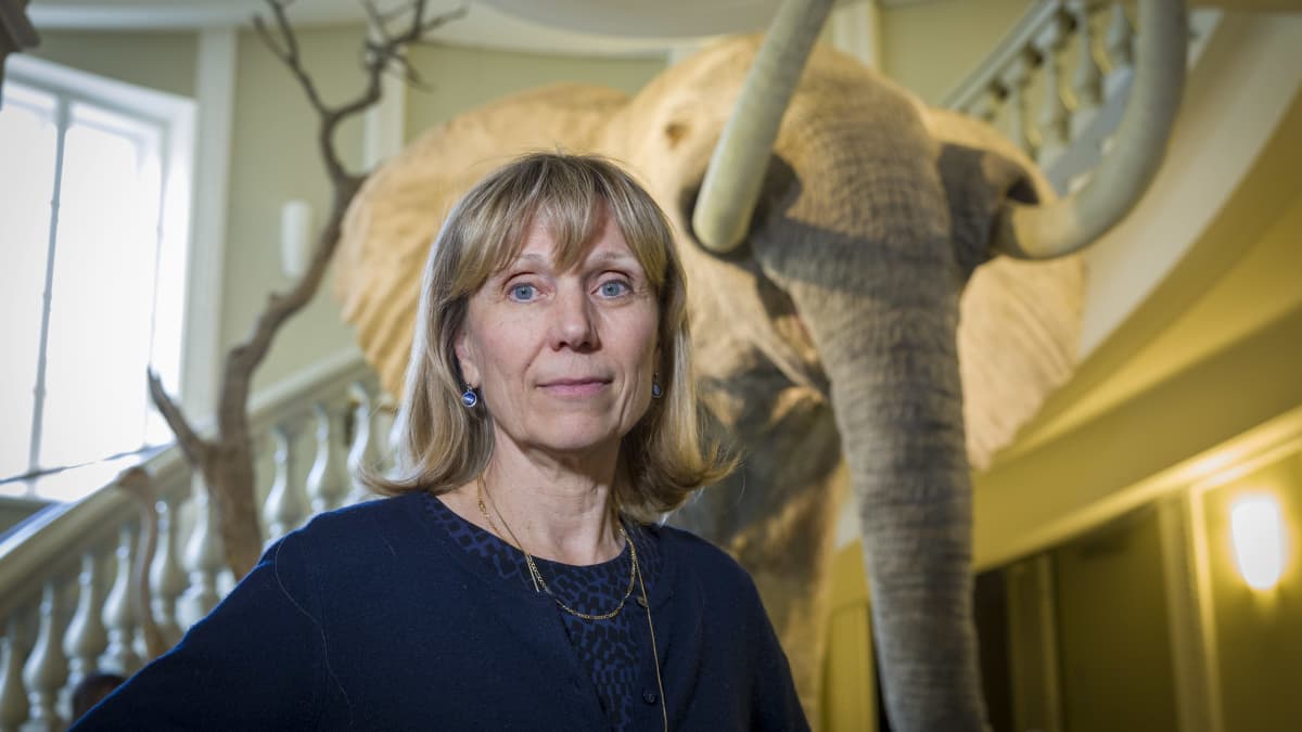 Paula Kankaanpää taustallaan täytetty  elefantti.