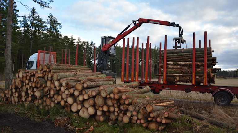 Långtradare lastar ombord virke. 