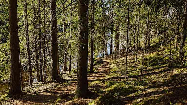 Luontopolku järven äärellä Nuuksion kansallispuistossa.