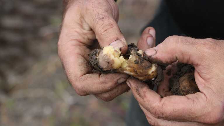 Två händer klämmer sönder ett ruttet potatis.