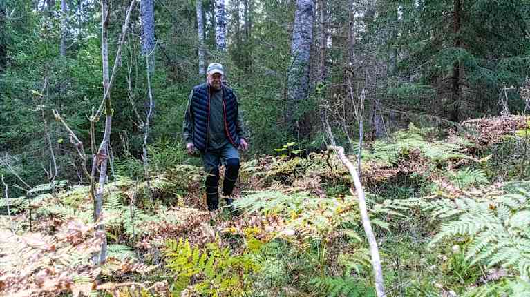 En man vandrar i skog bland ormbunkar.