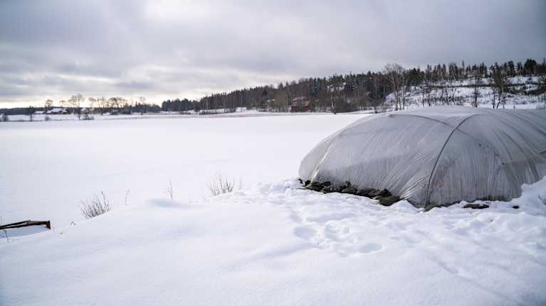 En snötäckt åker och odlingar täckta av plast.